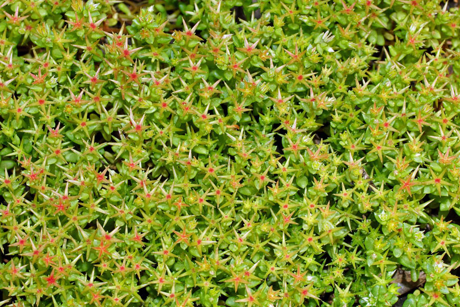 Sedum caespitosum / Borracina cespugliosa